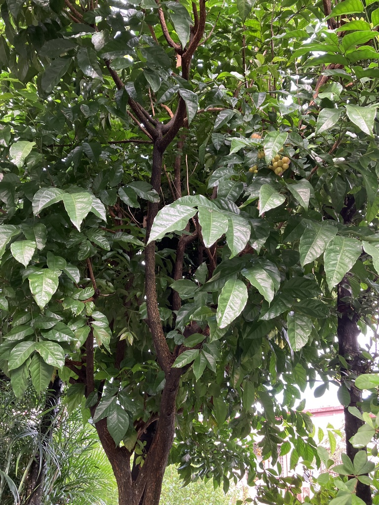 Hồng bì – Clausena lansium