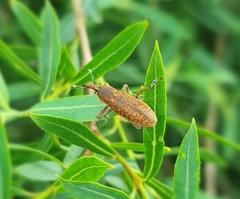 Lixus punctiventris