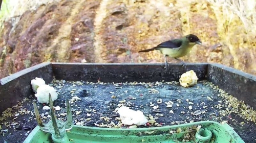 Black-goggled Tanager
