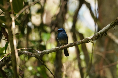 Indigo Flycatcher (Eumyias indigo), photo 6