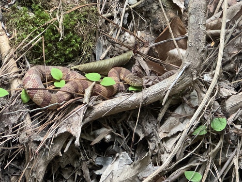 Common Watersnake