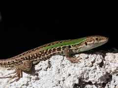 Podarcis siculus campestris