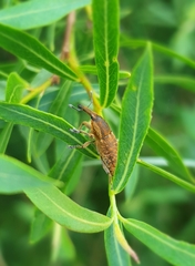 Lixus punctiventris