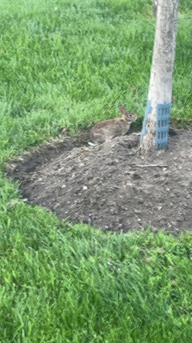 Eastern Cottontail