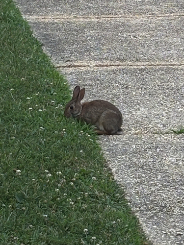 Eastern Cottontail