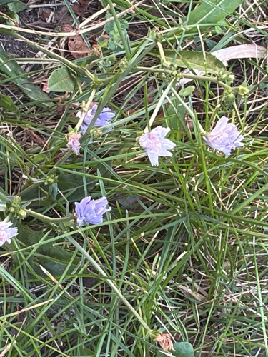 chicory
