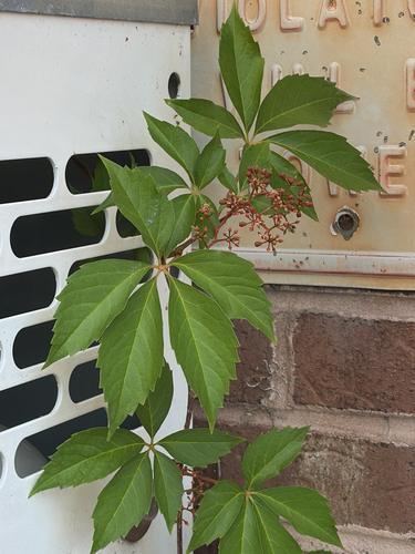 Virginia creeper