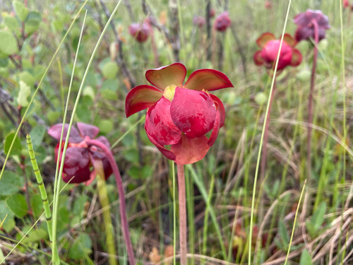 northern purple pitcher plant