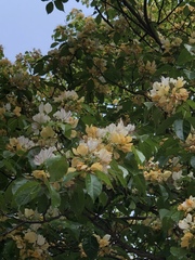 Crateva unilocularis