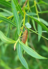 Lixus punctiventris