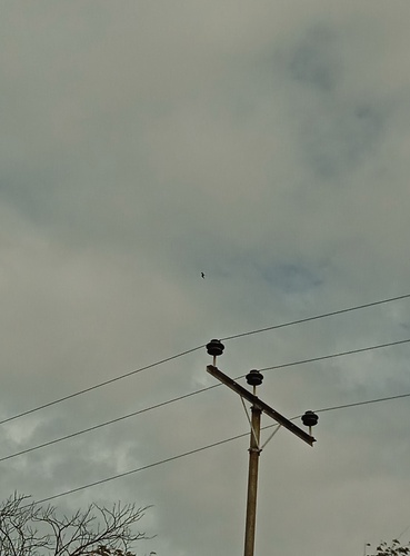 Magnificent Frigatebird