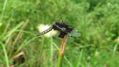 Palpopleura lucia