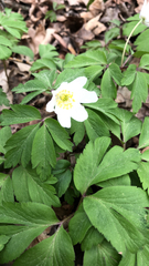 Anemonoides nemorosa