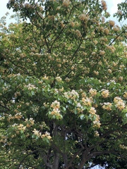 Crateva unilocularis