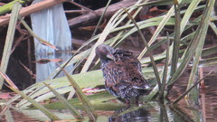 Pardirallus maculatus