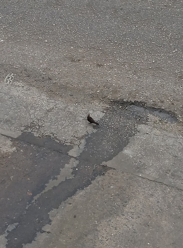 Carib Grackle