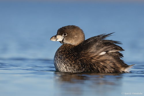 Pied-billed Grebe