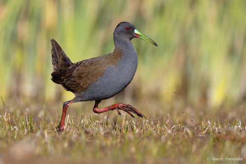 Plumbeous Rail