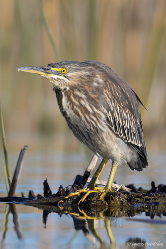 Striated Heron