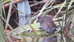 Pardirallus maculatus