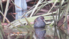 Pardirallus maculatus