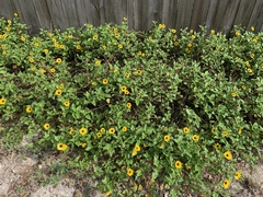 Helianthus debilis image