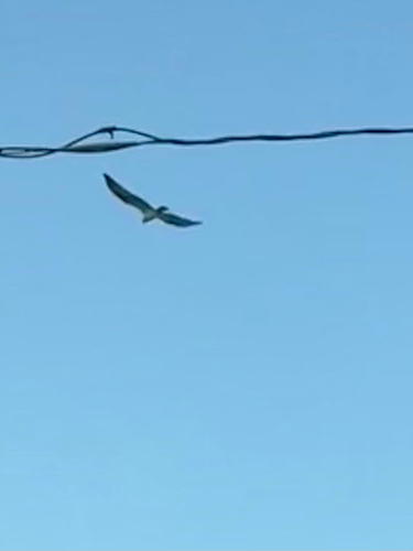 Osprey