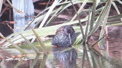 Pardirallus maculatus