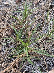 Pityopsis pinifolia