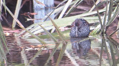 Pardirallus maculatus