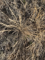 Hesperostipa comata