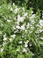 Magnoliopsida
