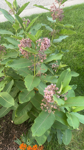 common milkweed