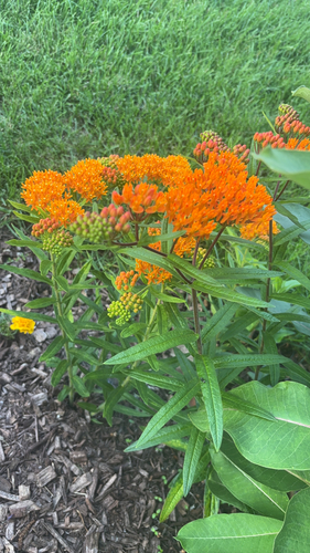 butterfly milkweed