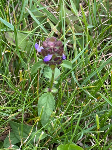 common selfheal