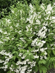 Magnoliopsida