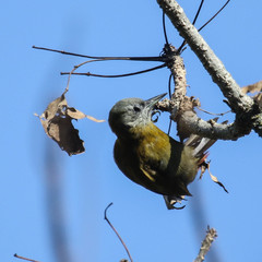 Chloropicus griseocephalus