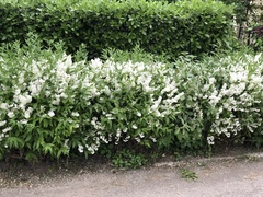 Magnoliopsida