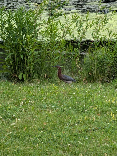 Green Heron
