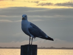 American Herring Gull