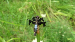Palpopleura lucia