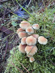 Sulphur Tuft