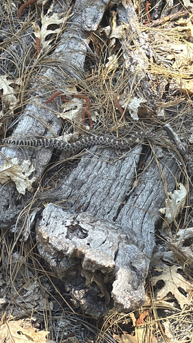 iNaturalist observation photo of Northern Pacific Rattlesnake