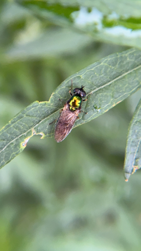 Broad Centurion Fly