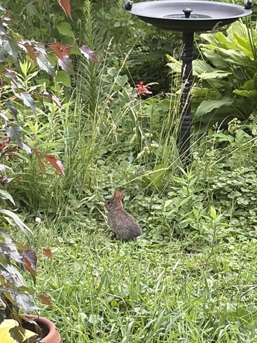 Eastern Cottontail