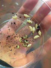 Otiorhynchus sulcatus