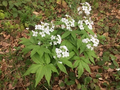 Cardamine heptaphylla