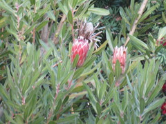 Protea × hybrida
