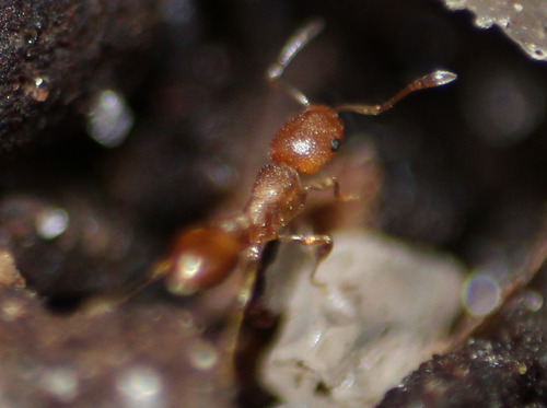 Cardiocondyla wroughtonii observed 2026-06-21