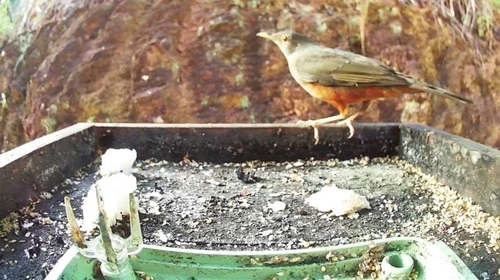 Rufous-bellied Thrush